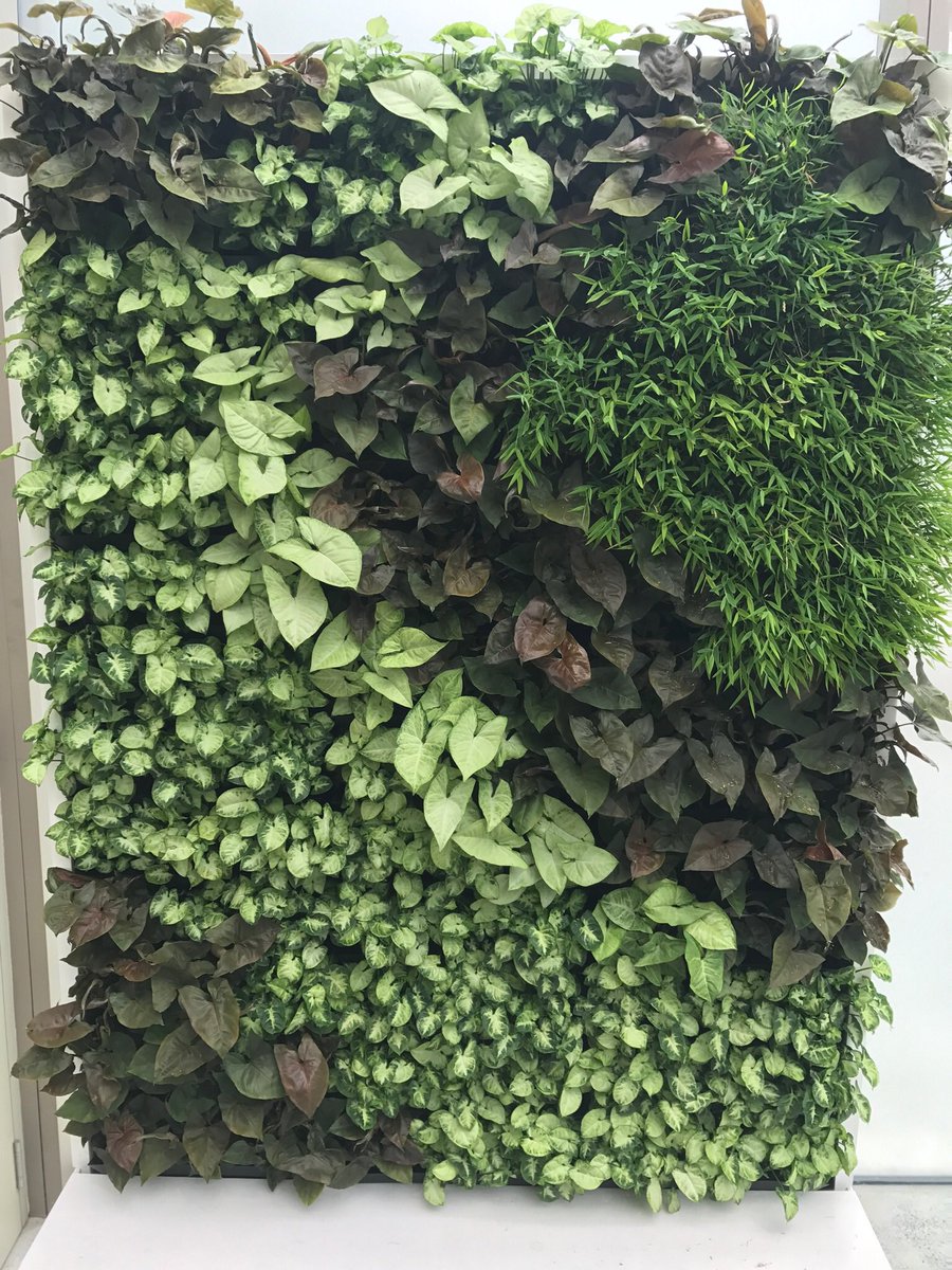 The mini-greenwalls from <a href="/gskygreenwalls/">GSky Plant Systems</a> in the #Calyx <a href="/RBGSydney/">Sydney Travel</a> are looking good with new varieties of Carex and Syngonium