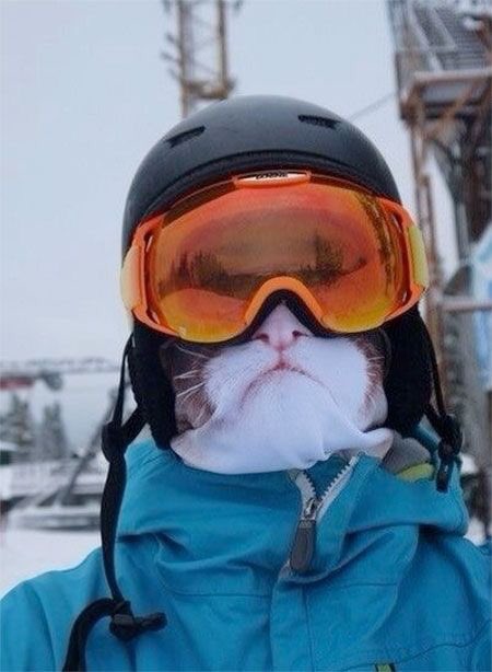 RideWithLocal's tweet image. #Caturday