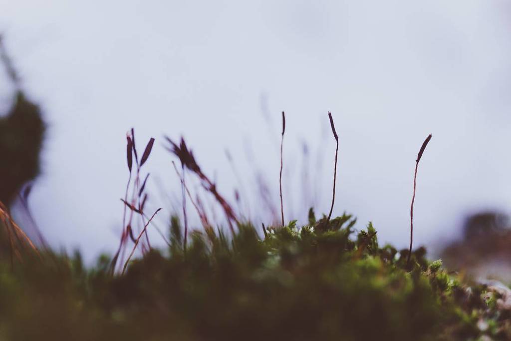 felixfsantistev's tweet photo. RT https://t.co/KHTpjbCQOe Towers. I Sony a6000 #macro #nature #naturephotography #natureporn #macroporn #macrowo… https://t.co/edvDae0vEm