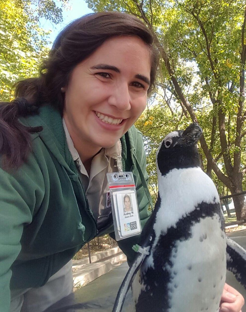 OmahaZoo's tweet photo. Join us in helping 🐧🐧🐧 365 days a year. Be a #ZooMama or #ZooDaddy today: https://t.co/7JRVDfWLUS #PenguinAwarenessDay https://t.co/fgcBH5KC1m