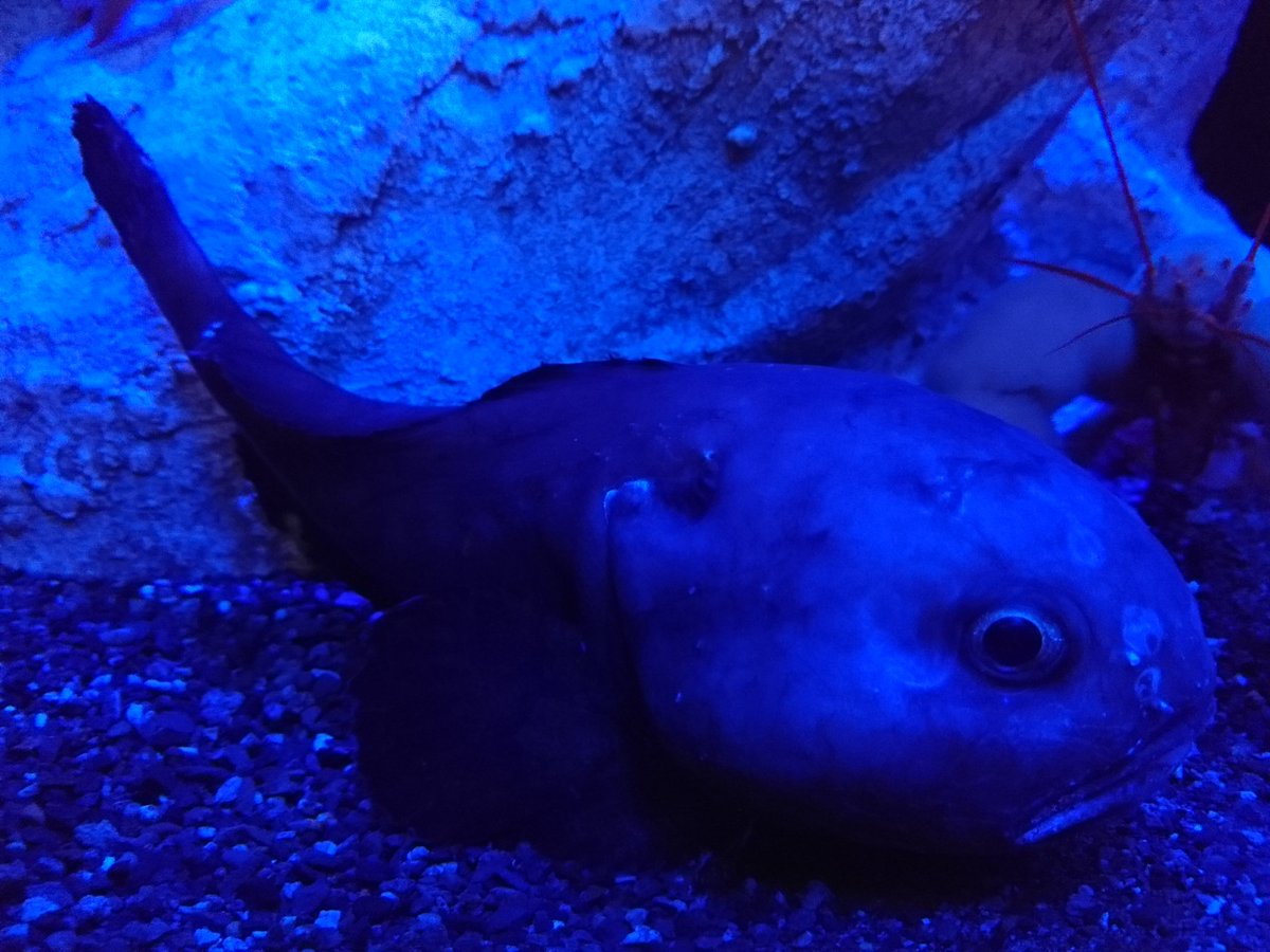 沼津港深海水族館 ブロブフィッシュがキタァ 沼津港深海水族館 ブロブフィッシュがキタァ