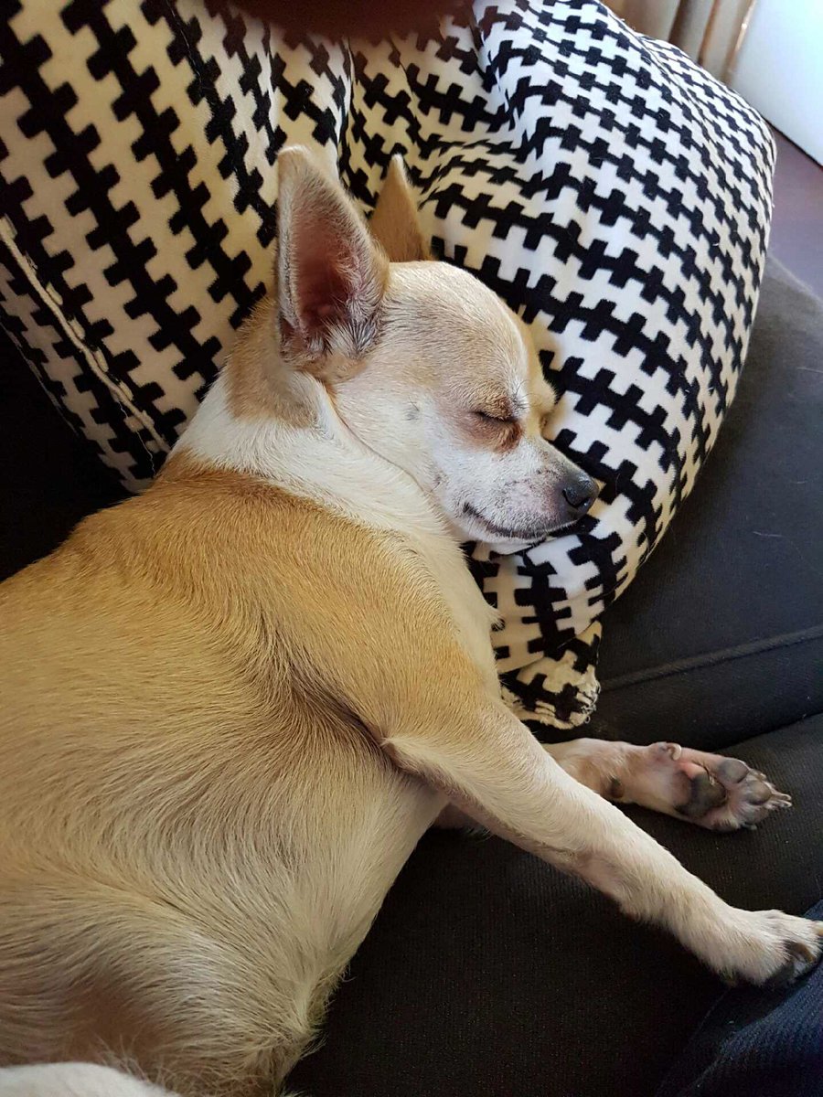 CookAnthea's tweet image. Having a lazy Saturday nap 😘