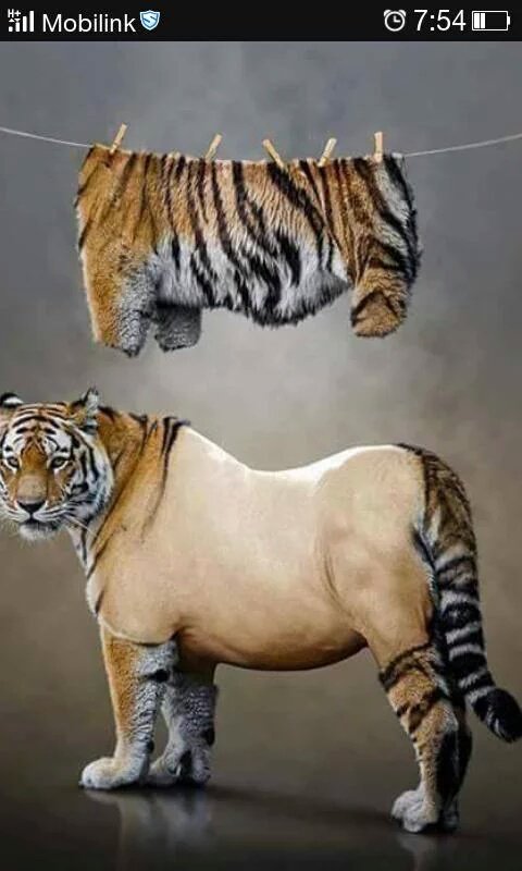 Shk__Bilal's tweet photo. Khan k Urdu Tweet k baad PMLN ka shairr....
#UrduTweet #PanamaShareef https://t.co/Izsy8wIeN6