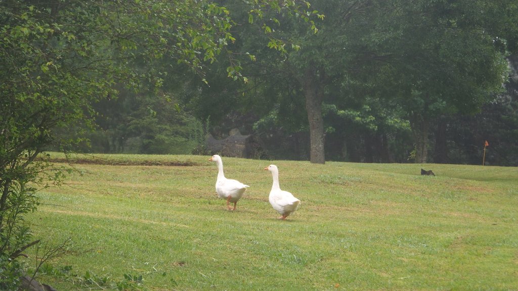 delainecools's tweet photo. #chasinggeese early morning wakie wakie @HawkleeCountryHouse #MidlandsMeander #walkswithMommaBear https://t.co/ONJEThBCZ2