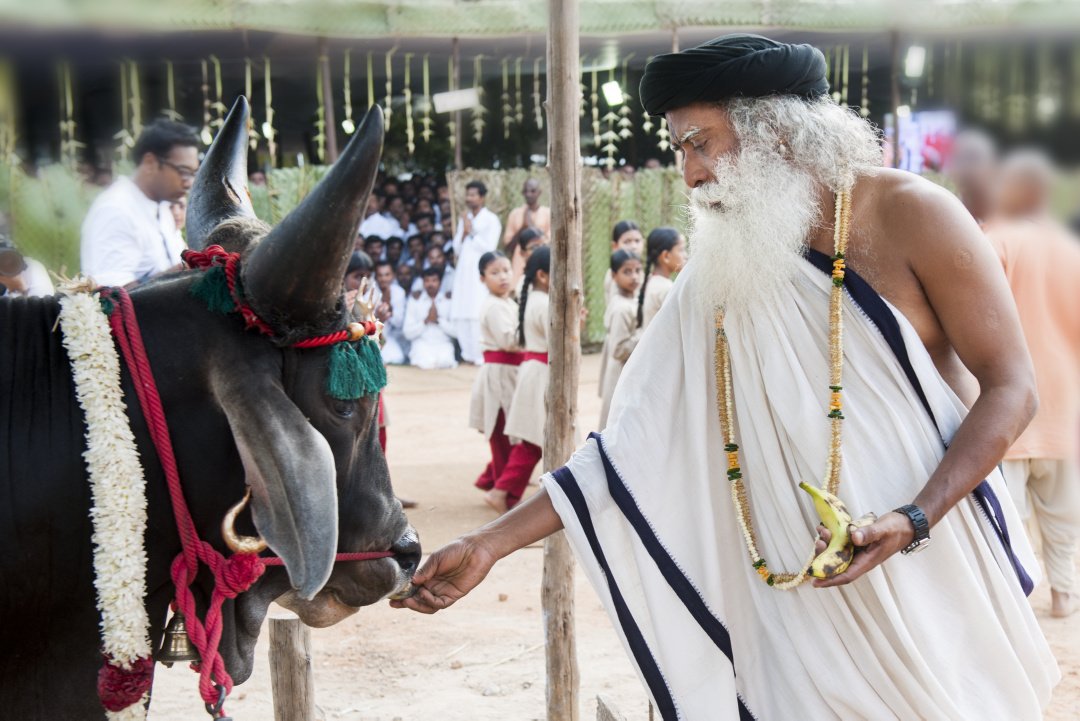 SadhguruJV's tweet image. Animals are our partners in food production. -Sg #Jallikattu