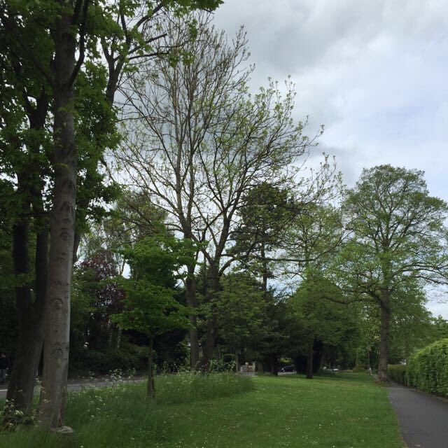 TiCLme's tweet photo. @PaulaExton @thetreehunter
There's a trail of lovely #TreeStories @SAVEDORETREES - sadly some already lost 😢
https://t.co/xlqmkHF9Hh https://t.co/RqktLC2v1o