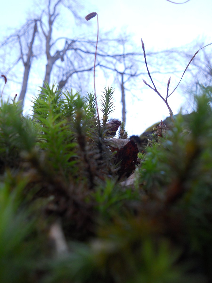 SamuelMarent's tweet photo. The #sporophyte of this #acrocarp #moss (#polytrichum?) is the #Brachiosaurus of the little #mossworld.
#nature #photography https://t.co/5U3upMs5Xl