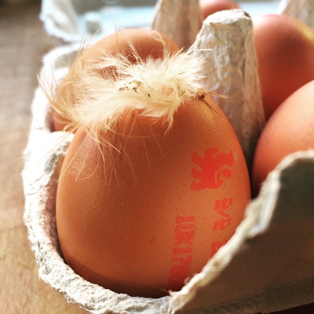 k3rrywatkins's tweet photo. Making my daughter some birthday American pancakes and then found #TrumpEgg 😂 https://t.co/PLcVUUwexu