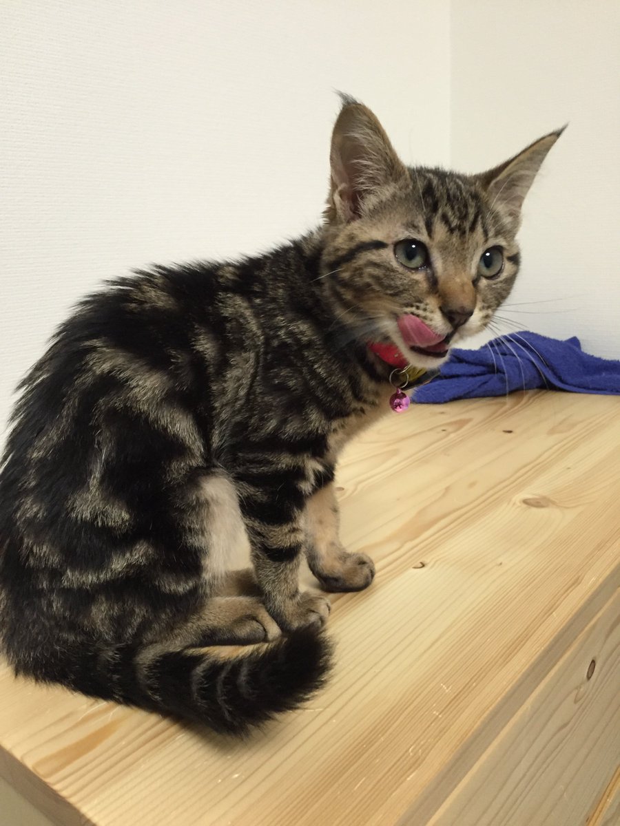 irohamovie's tweet photo. ぺろーん★
Licking ♪
#猫 #ねこ #cat #猫のいろは
https://t.co/aCnUspsWQA