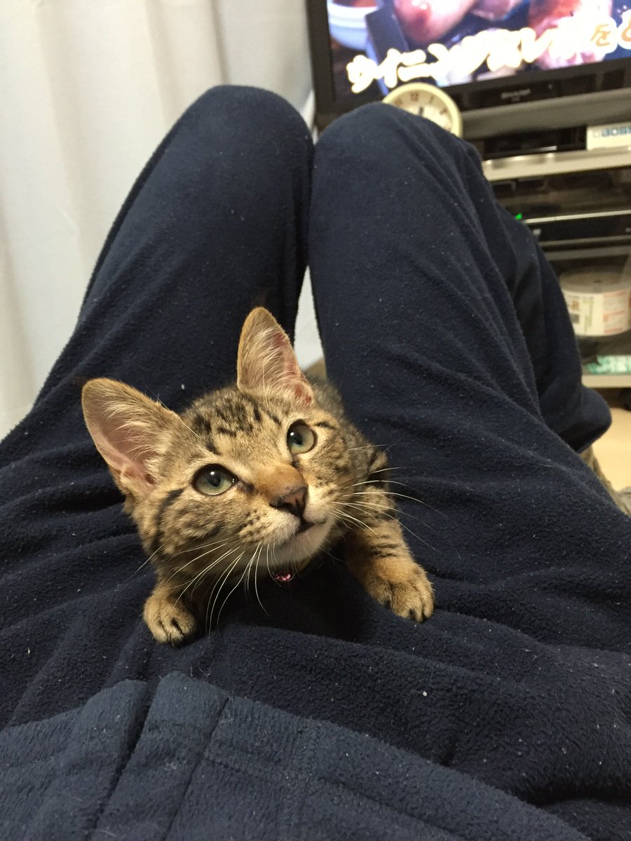 irohamovie's tweet photo. こニャニャちは★
Hello★
#猫 #ねこ #cat #猫のいろは
https://t.co/nSmjpChUDO