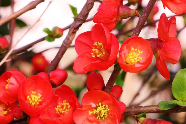 花 على تويتر 成功するか否かは その人の 能力 よりも 情熱 による 為すべき仕事に身も心も 捧げる人間が勝利者と なるのだ チャールズ バクストン 今日の誕生花 木瓜 ボケ 花言葉 情熱 ﾅｴ