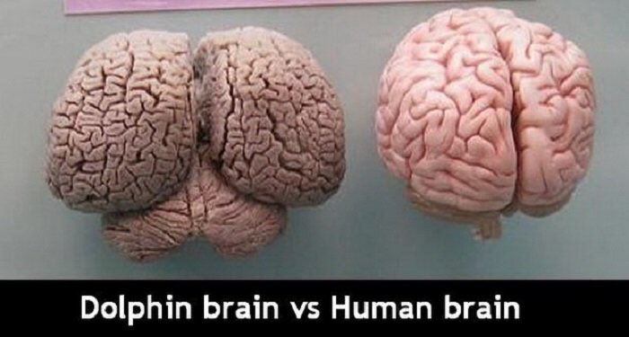 connyfranko's tweet photo. Which brain you want my g? #DOLPHINBRAIN https://t.co/iN2MV8IuK5