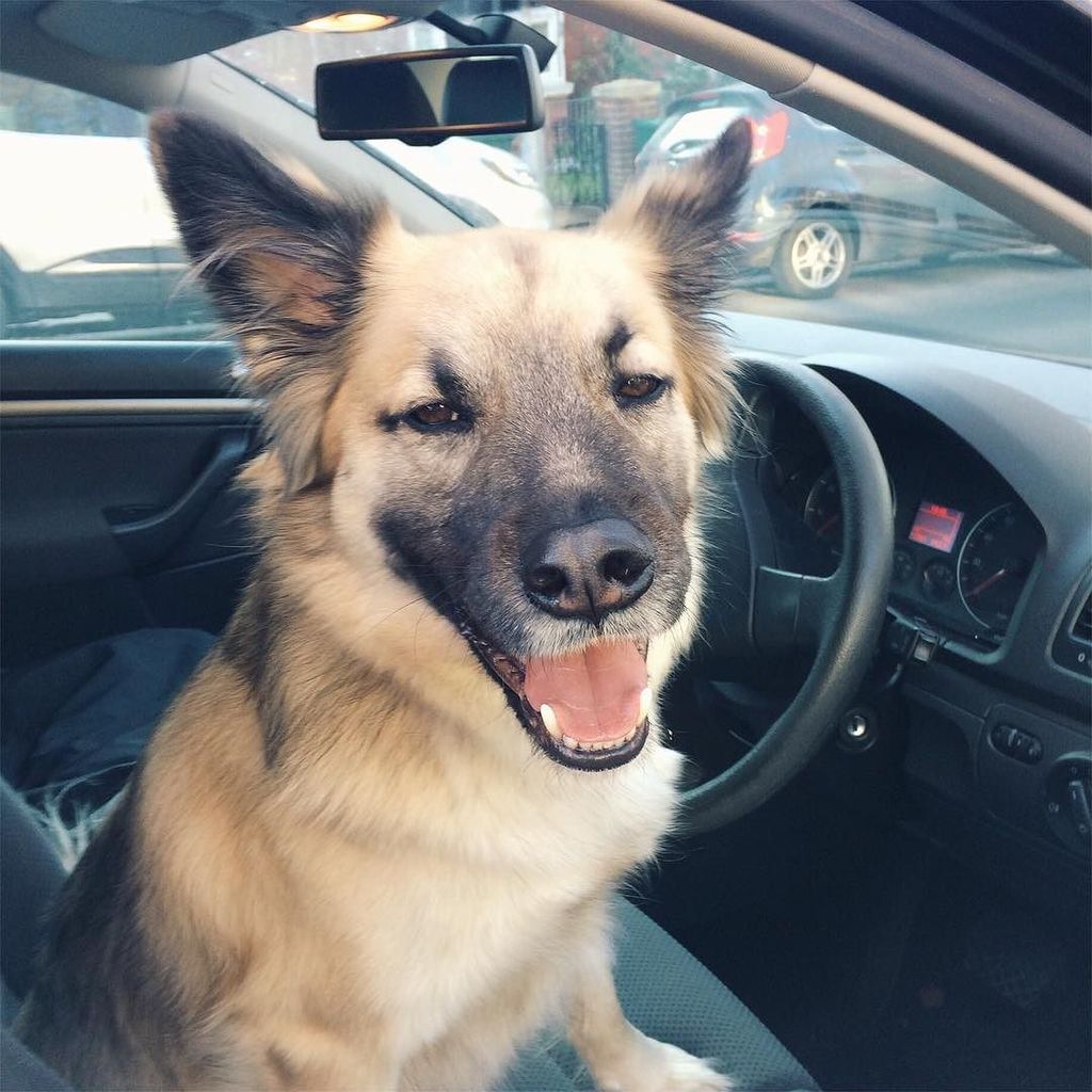 declan_dogblog's tweet photo. On the weekend my 👩🏻let's me drive the @volkswagen #asif  #declandog 🐕 #weekenddriver #wel… https://t.co/SyGhKs6ECs https://t.co/jOnOYr5fRf