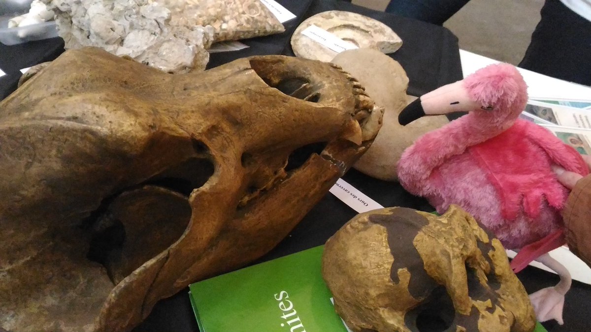 gardoush's tweet photo. Il y a 20 000 ans, cet ours des cavernes espagnol aurait terrorisé Jean-George! 
@AssociationDDS @flamandds 
#tempsdds https://t.co/OOLXCdALu2
