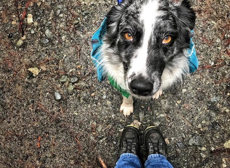 *cue heart melt* #campingwithdogs <a href="/jr/">Justin Rattigan</a>.ventures