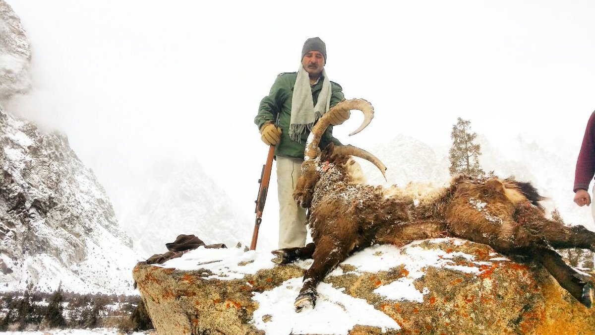 jamilnagri's tweet photo. #Chitral resident hunted an #Himalayan #Ibex,the largest trophy so far, in #Hushey Valley of district #Ghanche of #Gilgit_Baltistan. https://t.co/DPLfJYohfM