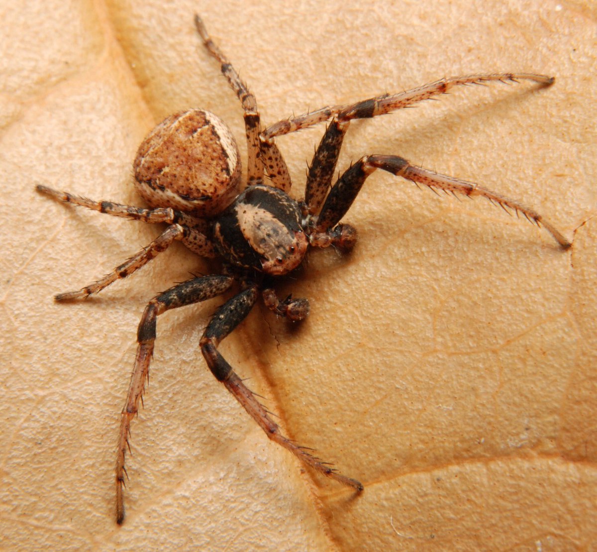 ハエトリひろば ハエトリhb一万部突破 No Twitter 夏に採集してから飼い続け ようやく親になったホンクロボシカニグモ カニグモ の仲間は足の感じなどにカニっぽさがあります カニグモに似ているエビグモというのもいるのですが こっちはエビっぽさは特に