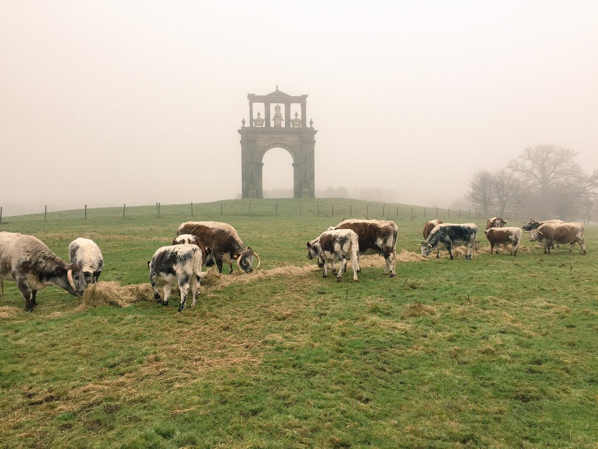 oxsaaaaami's tweet photo. Happy cows this morning at @shugboroughNT #nativebreeds https://t.co/XrqTQIiFT2