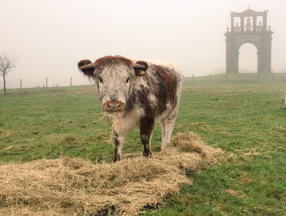 oxsaaaaami's tweet photo. Happy cows this morning at @shugboroughNT #nativebreeds https://t.co/XrqTQIiFT2