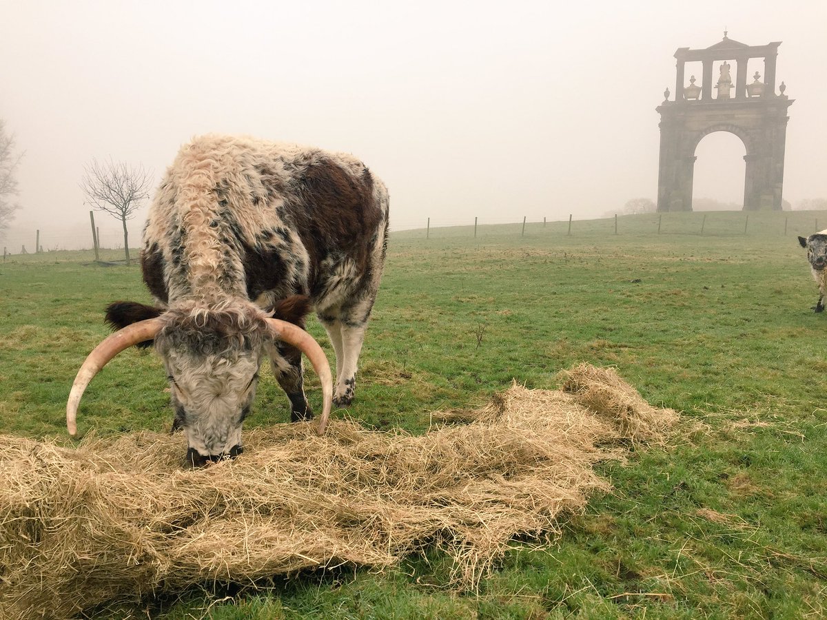 oxsaaaaami's tweet photo. Happy cows this morning at @shugboroughNT #nativebreeds https://t.co/XrqTQIiFT2