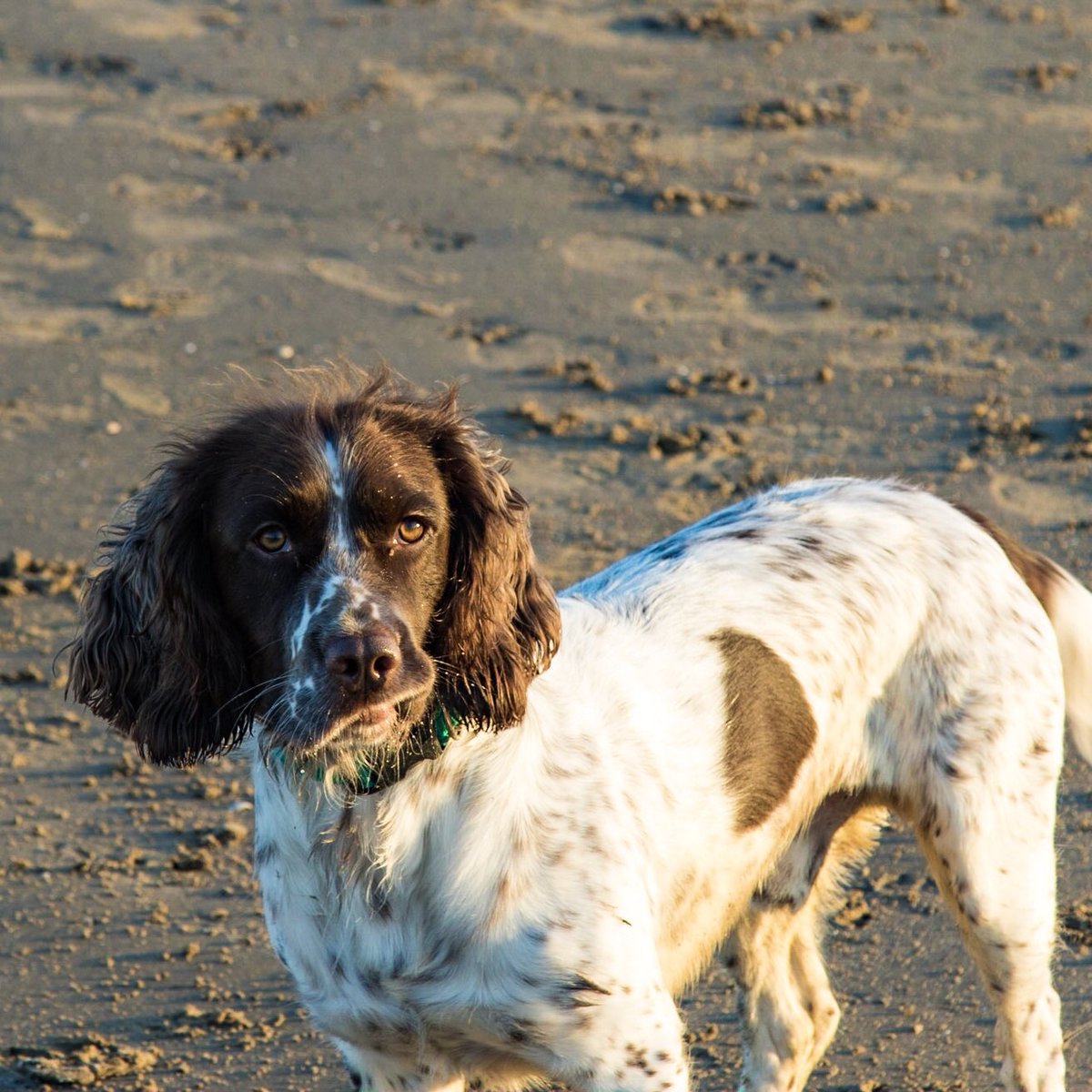 Spotthesprocker's tweet photo. Me, when dad said we had to leave the beach and go home😢#frozensand #wideopenspace #loverunningaround #ineverwalkirun #minus3whocares 😂😂😂 https://t.co/QzRO792WBs