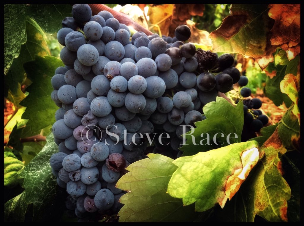 Steve Race tweet media