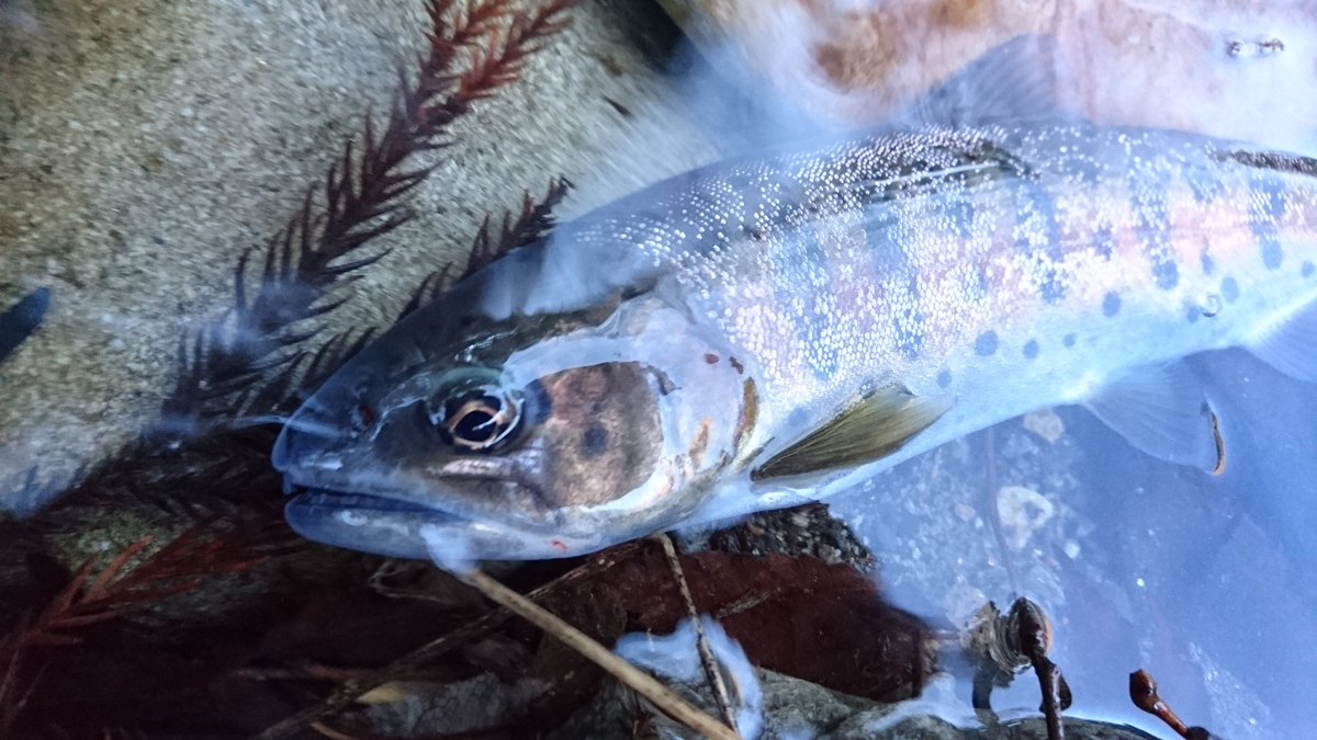 しゅう 釣りとジムニー 今日は奈良子釣りセンターに 寒さもnew防寒着で問題なし笑 朝ｲﾁ ヤマメ をゲットしてから 迷走 C Rエリアで綺麗なニジに癒されてから再びヤマメ狙い 午後になってﾌﾟﾁ連発 結果 ﾆｼﾞﾏｽ ｲﾜﾅ ﾔﾏﾒ ｱﾏｺﾞ グランドスラム