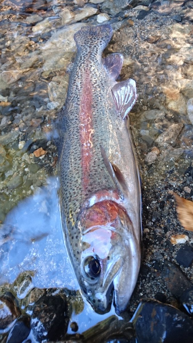 しゅう 釣りとジムニー 今日は奈良子釣りセンターに 寒さもnew防寒着で問題なし笑 朝ｲﾁ ヤマメ をゲットしてから 迷走 C Rエリアで綺麗なニジに癒されてから再びヤマメ狙い 午後になってﾌﾟﾁ連発 結果 ﾆｼﾞﾏｽ ｲﾜﾅ ﾔﾏﾒ ｱﾏｺﾞ グランドスラム