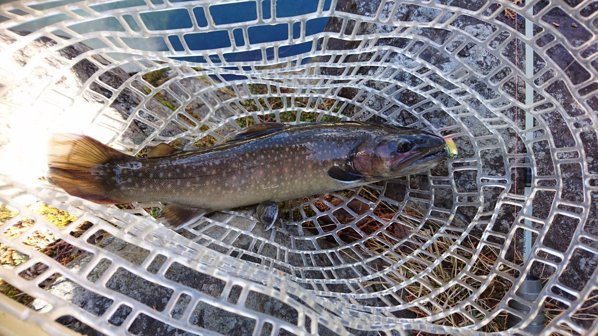 しゅう 釣りとジムニー 今日は奈良子釣りセンターに 寒さもnew防寒着で問題なし笑 朝ｲﾁ ヤマメ をゲットしてから 迷走 C Rエリアで綺麗なニジに癒されてから再びヤマメ狙い 午後になってﾌﾟﾁ連発 結果 ﾆｼﾞﾏｽ ｲﾜﾅ ﾔﾏﾒ ｱﾏｺﾞ グランドスラム