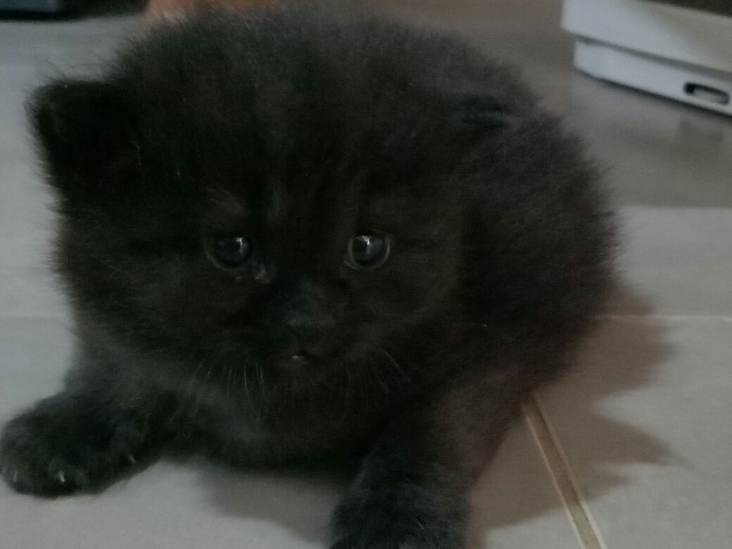 Belum pernah ngenalin yg ini. Anak ke 3 ibu cio dan anaknya sendiri. Namanya keling(king) <a href="/tenritarizkiati/">tencho</a>