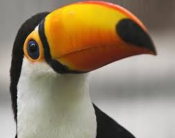 Jumpmanjenny's tweet photo. Toucan and Annekt iphone Car Mount...read the story...
https://t.co/aw8ilGWHRN https://t.co/G98P6gbytd