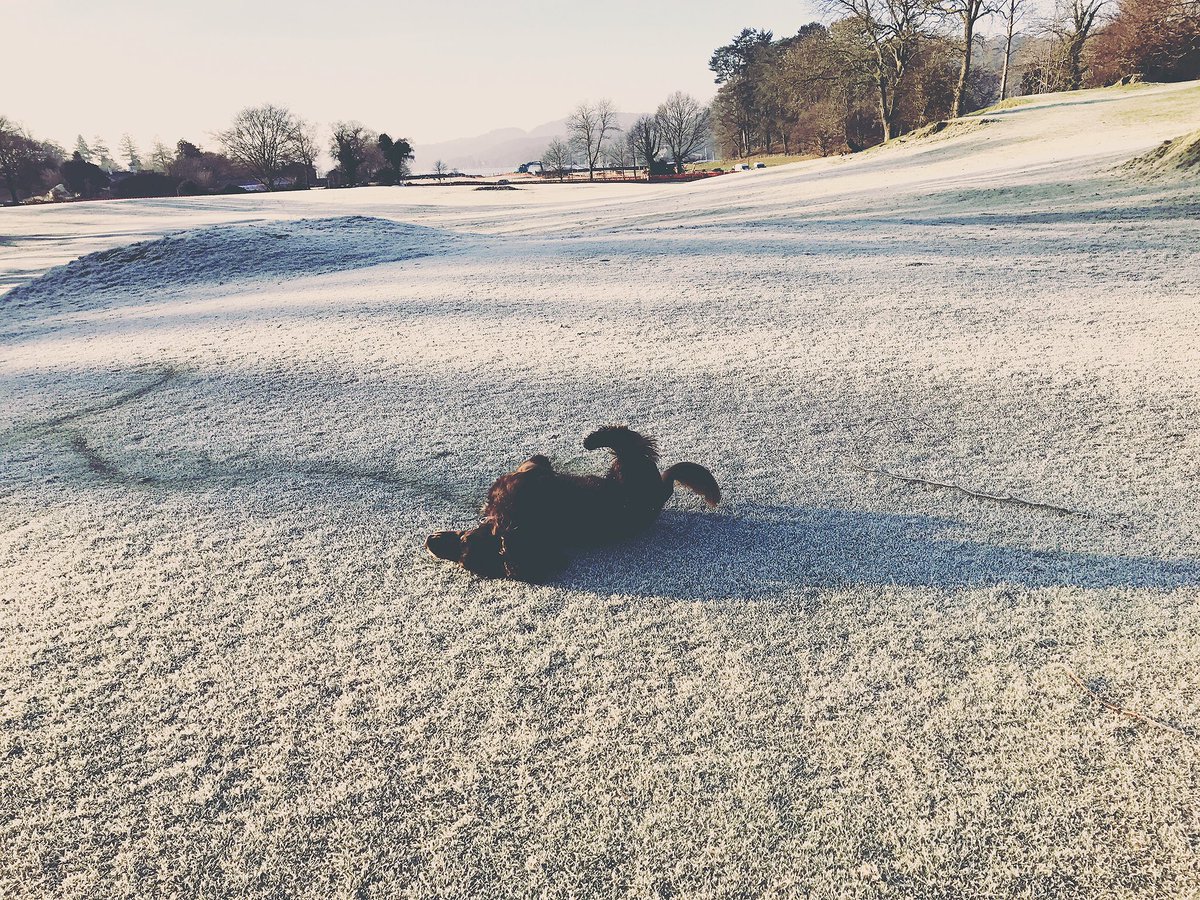 AFieldSpaniel's tweet image. Roll over #milothefelldog #afieldcalledmilo #adventures #fieldspanielsoftwitter