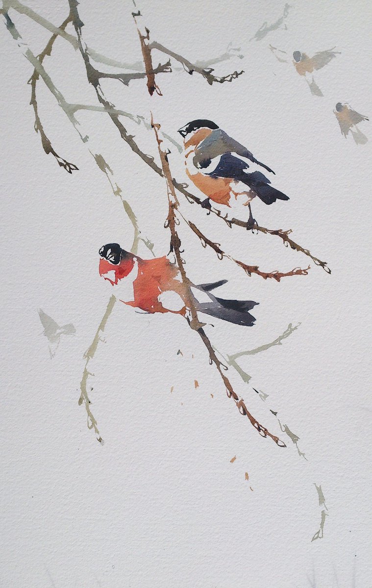 Bullfinch pair feeding on Willow buds y'day, acrobatically moving among branches, <a href="/dg_aitken/">David Aitken</a> Great to see you yest, will be in touch ;-)