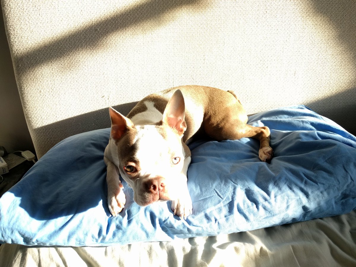 Sat morning is best day of week. I get to lie in with Pepa my #bostonterrier fur-baby &amp; <a href="/ThisisNDebz/">Neil & Debbie</a> on <a href="/Gaydio/">Gaydio</a>. Why can't everyday be same?