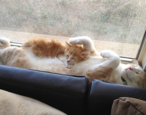 AmerAttorneys's tweet photo. Saturday be like...whenever I am I sleep...ha ha! https://t.co/bF3B2WcK0K