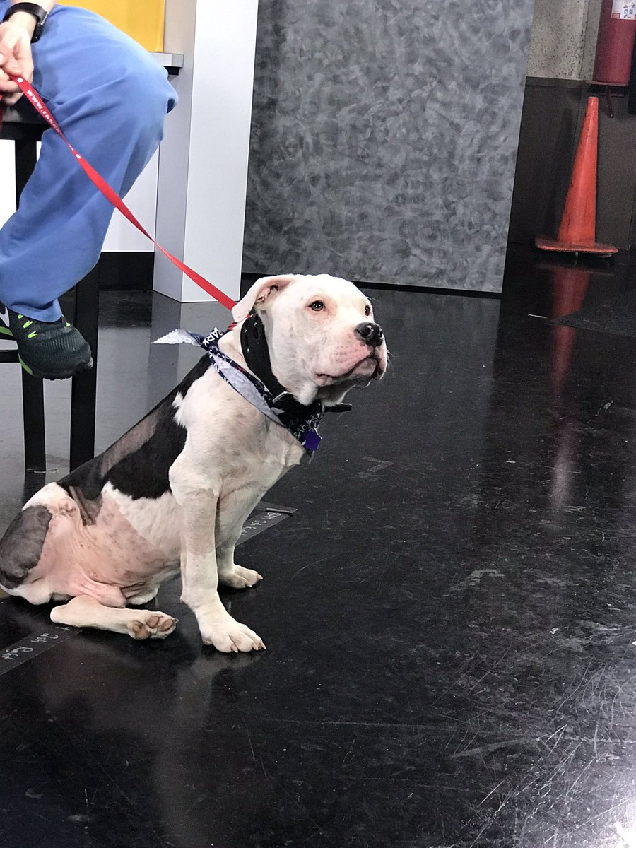 RascalDublin's tweet photo. Meet Diego from #RuffnItRescue at 8am @nbc4i @NBC4TODAY and get ready to fall in puppy love ❤️ #PitBull #adoptdog #rescuedog #puppy #cutedog https://t.co/IAJStKc1ti