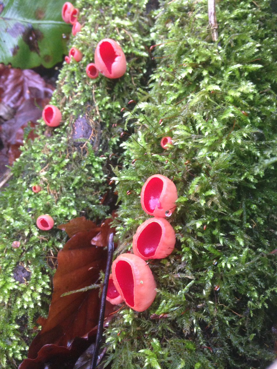 Alexpeterpowell's tweet photo. The rare Sarcoscypha coccinea? Weird looking fungi very alien #Fungi #woodland #Fungihunting #alien https://t.co/vYfMRInZKJ