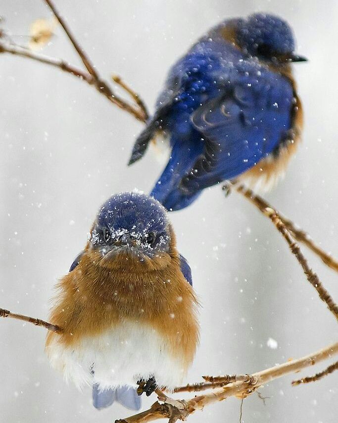 LRossiAuteur's tweet photo. La beauté se trouve dans les petits gestes https://t.co/h2HaesyUbu