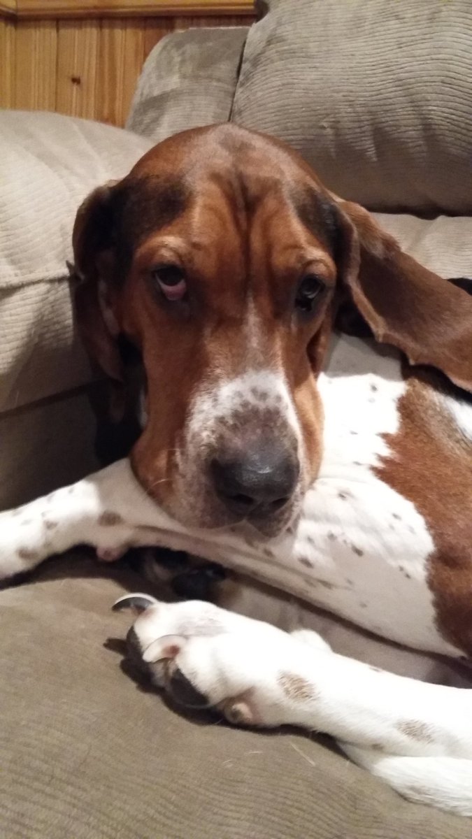 veegeedogs's tweet photo. Gooood morning! I woke my human up to let me out. Now I'm going back to sleep! HAHA #dogsrulehumansdrool #virginiaisboss https://t.co/3urpe9mNkp