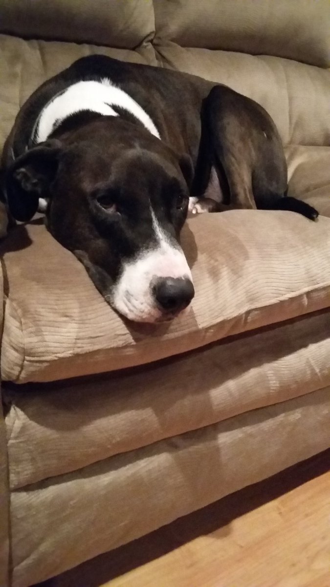 veegeedogs's tweet photo. I'm George. I just lay around throwing shade all day. Kinda like my human. #dogsrulehumansdrool #georgethedog https://t.co/b2tp0HQ23o