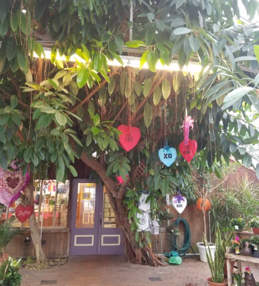 BillDoranCo's tweet photo. A few snaps from @HohmanFloral in Hammond, IN. That is a live huge rubber tree in the entrance!!! Thanks to Mark and Pattie. #DoranDirect https://t.co/51qHWQstSd