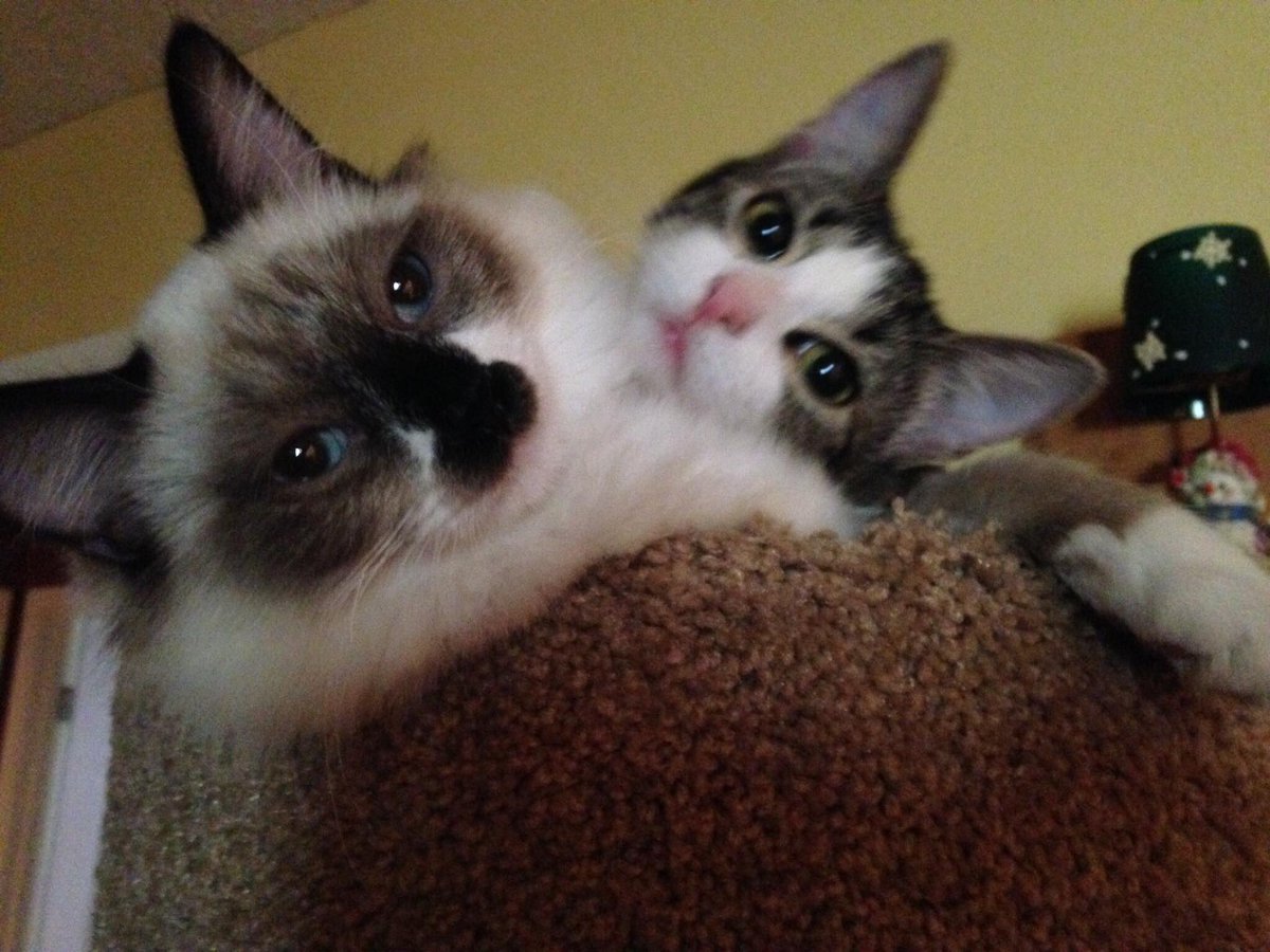 #Caturdays Chillin' with the Bestie