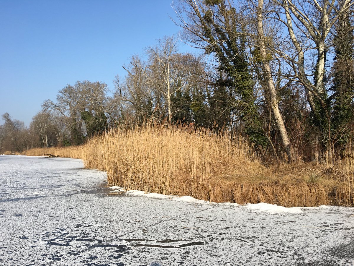 Lobau Natur tweet media