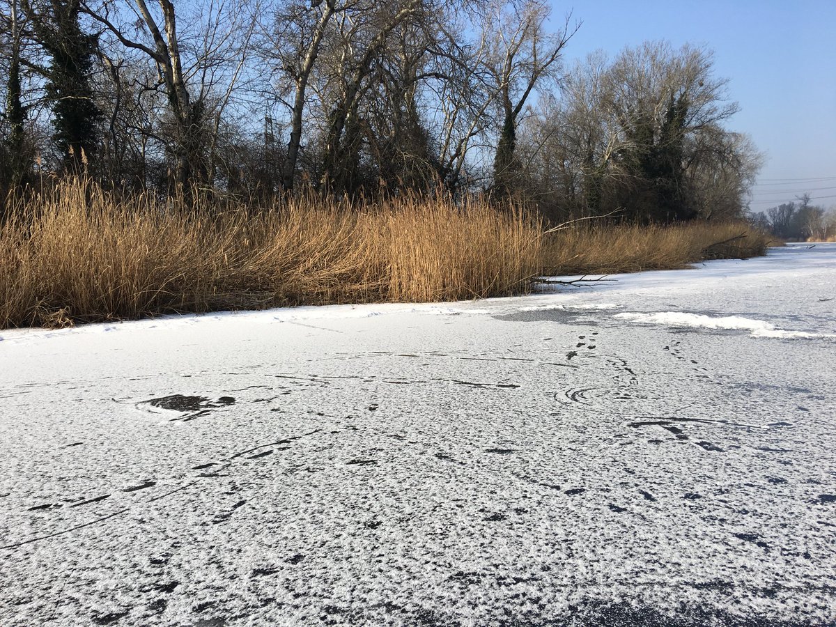 Lobau Natur tweet media