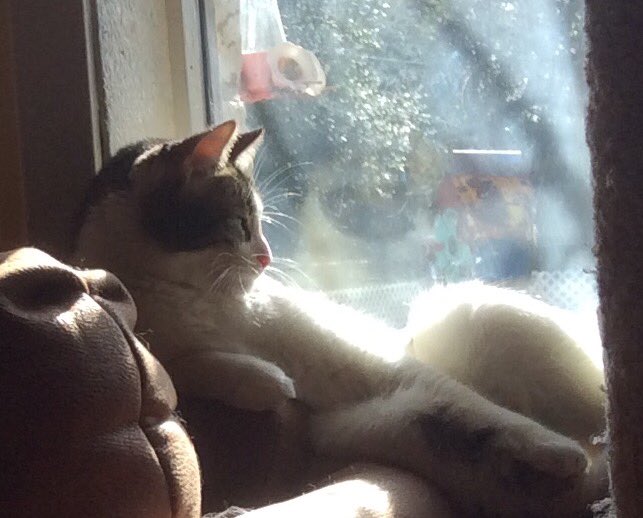 #caturday Awwwww yassssss