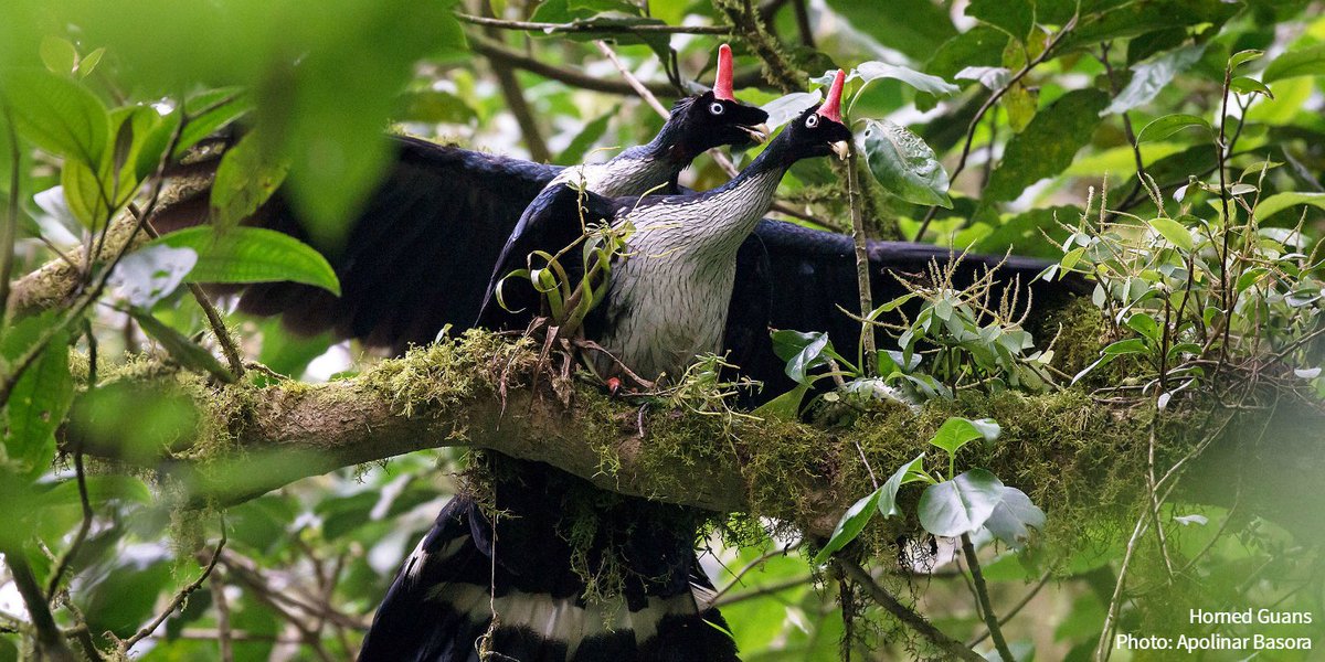 audubonsociety's tweet photo. A lucky birder captured the only known photos of endangered Horned Guans mating in the wild. https://t.co/P0u7VreTBY https://t.co/fvYQs3zUrj