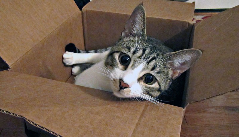 GizmodoES's tweet photo. Por qué el mejor regalo que le puedes hacer a tu gato es una caja de cartón https://t.co/jiSA7xpzVN https://t.co/RVKwK01X5F