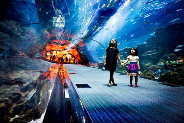 EcofacDubai's tweet photo. Dubai aquarium &amp; Underwater zoo! 🐠😍#dubai #aquarium #zoo #family #amazing https://t.co/5kc7b1KxsH