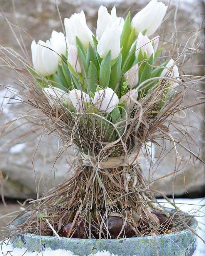 Tulpen koop je bij lokaal ambassadeurs in bloemen. Check de link en support lokaal! #tijdvoortulpen #localforlocal bit.ly/2iWHYwh