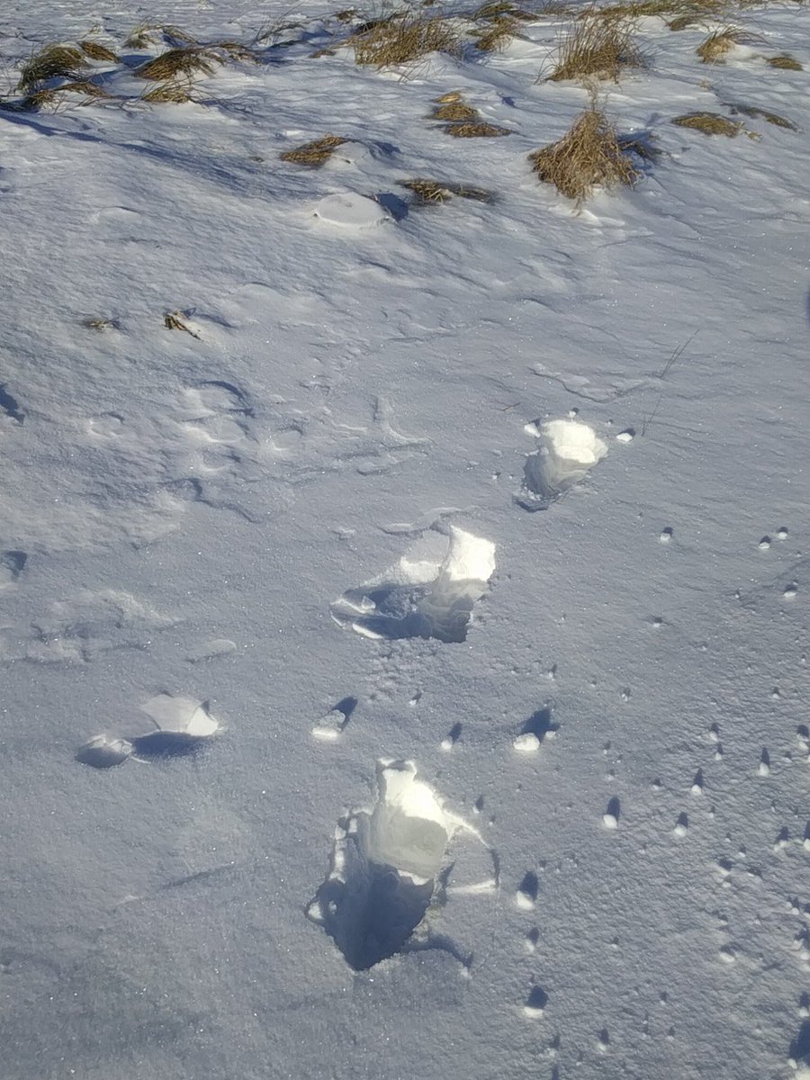diepharm's tweet image. Spuren im Schnee bei bestem Wetter #diepharm #schnee #spuren #südburgenland #winter